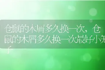 仓鼠的木屑多久换一次最好小笼子