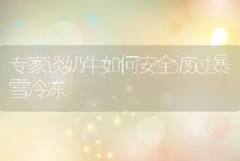 专家谈奶牛如何安全渡过暴雪冷冻