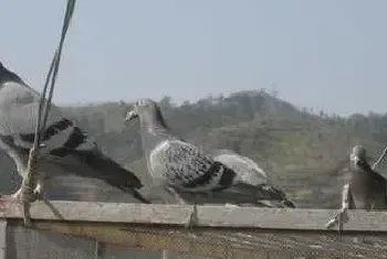 养殖信鸽冬季繁殖的经验