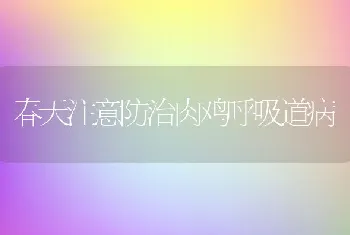 春天注意防治肉鸡呼吸道病