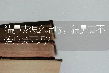 猫鼻支怎么治疗，猫鼻支不治疗会死吗？