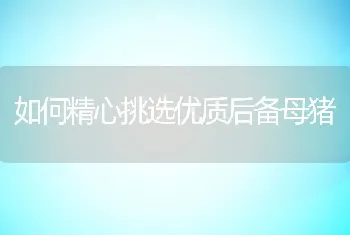 什么时候阉割仔猪痛苦最小