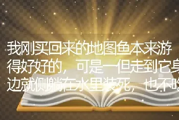 我刚买回来的地图鱼本来游得好好的，可是一但走到它身边就侧躺在水里装死