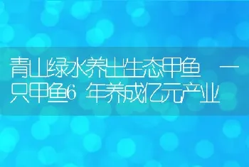 青山绿水养出生态甲鱼 一只甲鱼6年养成亿元产业