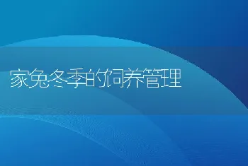 家兔冬季的饲养管理