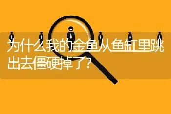 为什么我的金鱼从鱼缸里跳出去僵硬掉了？