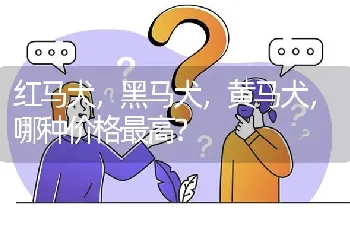 红马犬，黑马犬，黄马犬，哪种价格最高？