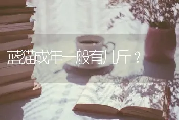 蓝猫成年一般有几斤？