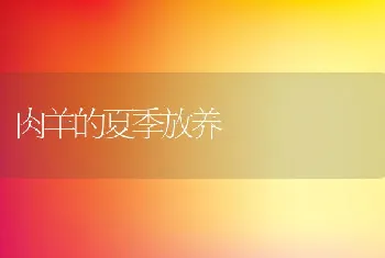 肉羊的夏季放养