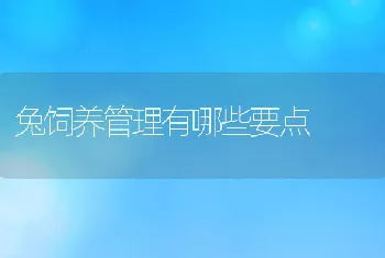 兔饲养管理有哪些要点