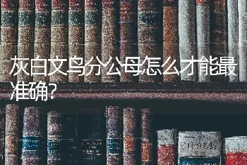 灰白文鸟分公母怎么才能最准确？