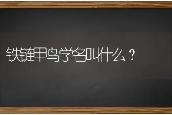 铁链甲鸟学名叫什么？