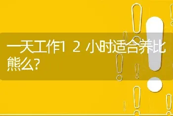 一天工作12小时适合养比熊么？