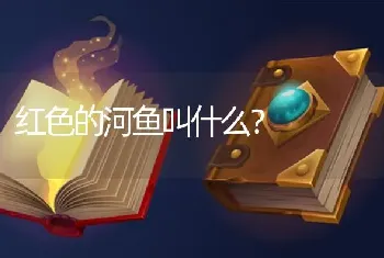 红色的河鱼叫什么？