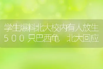 学生爆料北大校内有人放生500只巴西龟 北大回应