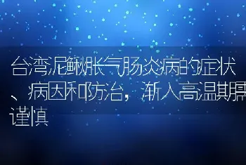 台湾泥鳅胀气肠炎病的症状、病因和防治，渐入高温期需谨慎