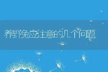 养野兔应注意的几个问题