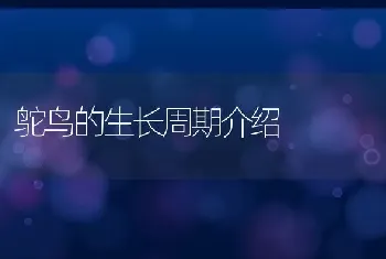 鸵鸟的生长周期介绍