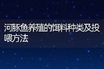 河豚鱼养殖的饵料种类及投喂方法