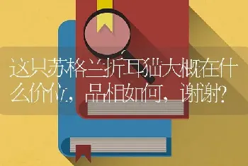 这只苏格兰折耳猫大概在什么价位，品相如何，谢谢？