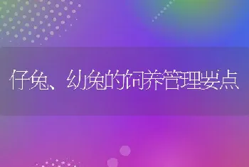 仔兔、幼兔的饲养管理要点