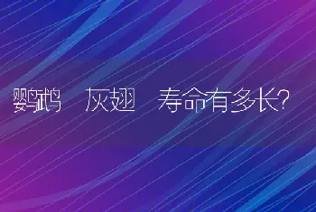 鹦鹉 灰翅 寿命有多长？