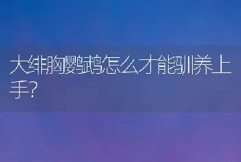 大绯胸鹦鹉怎么才能驯养上手？