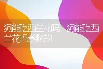 狗能吃西兰花吗，狗能吃西兰花吗煮熟的