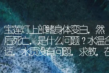 宝莲灯上部鳍身体变白，然后死亡，是什么问题？水温合适