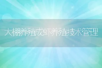 大棚养殖成虾养殖技术管理