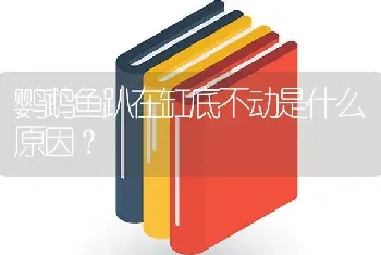 鹦鹉鱼趴在缸底不动是什么原因？