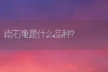 南石龟是什么品种？