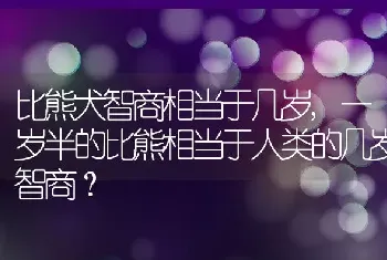 比熊犬智商相当于几岁，一岁半的比熊相当于人类的几岁智商？