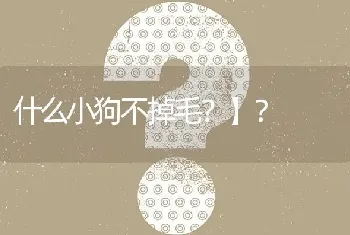 什么小狗不掉毛？