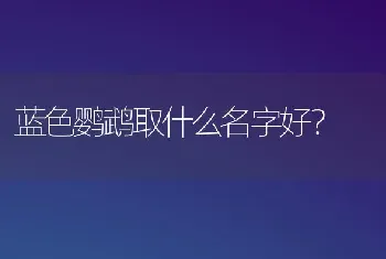 蓝色鹦鹉取什么名字好？