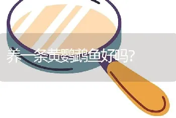 养一条黄鹦鹉鱼好吗？