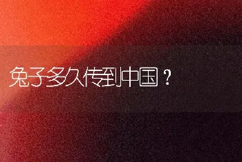 兔子多久传到中国？