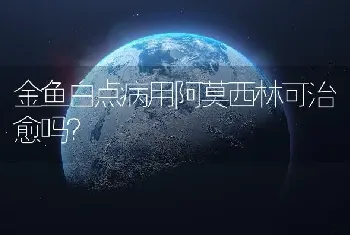 金鱼白点病用阿莫西林可治愈吗？