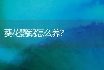 葵花鹦鹉怎么养？