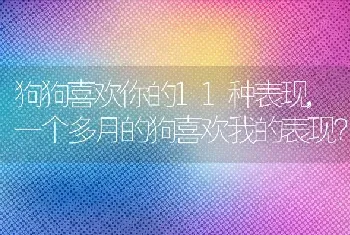 狗狗喜欢你的11种表现，一个多月的狗喜欢我的表现？