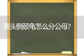 黄头侧颈龟怎么分公母？