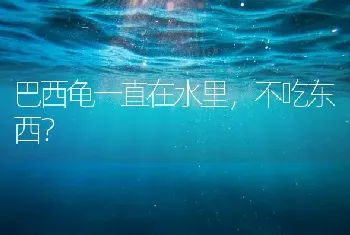 巴西龟一直在水里，不吃东西？