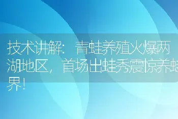 技术讲解:青蛙养殖火爆两湖地区，首场出蛙秀震惊养蛙界！