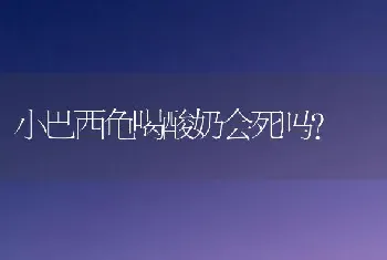 龙猫网上和实体店的价格怎么相差那么多？