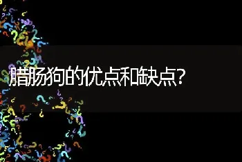 腊肠狗的优点和缺点？