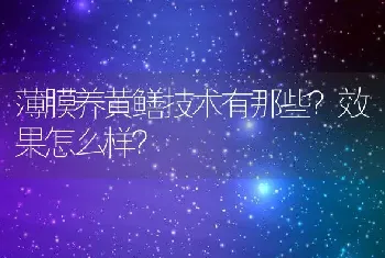 薄膜养黄鳝技术有那些？效果怎么样？