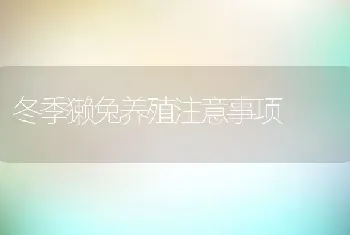 冬季獭兔养殖注意事项