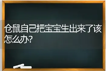 仓鼠自己把宝宝生出来了该怎么办？