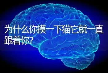 为什么你摸一下猫它就一直跟着你？