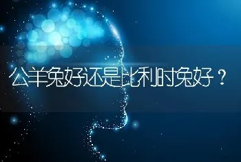 公羊兔好还是比利时兔好？